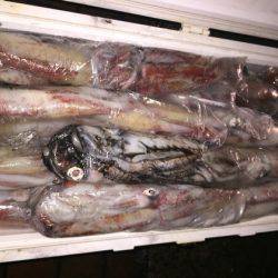 幸風（さちかぜ） 釣果