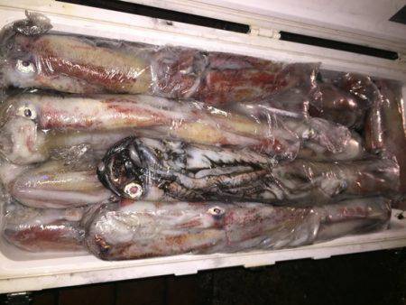 幸風（さちかぜ） 釣果