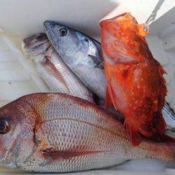 遊漁船 新鋭丸 釣果