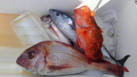 遊漁船 新鋭丸 釣果