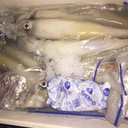 幸風（さちかぜ） 釣果