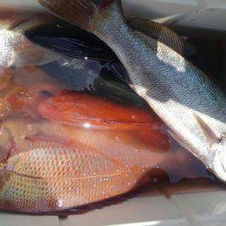 遊漁船 新鋭丸 釣果