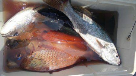 遊漁船 新鋭丸 釣果