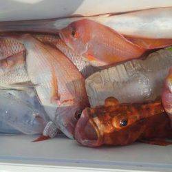 遊漁船 新鋭丸 釣果