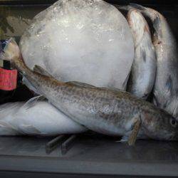 大進丸(新潟) 釣果