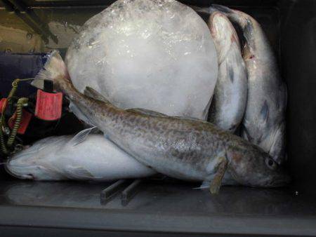 大進丸(新潟) 釣果