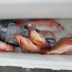 大進丸(新潟) 釣果