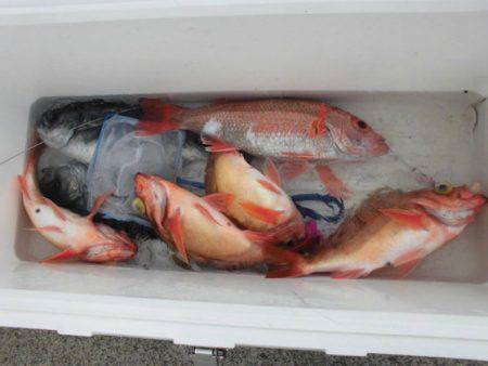 大進丸(新潟) 釣果