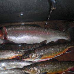 高萩ふれあいの里フィッシングエリア 釣果