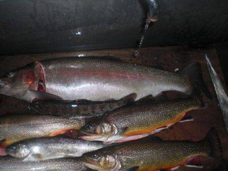 高萩ふれあいの里フィッシングエリア 釣果