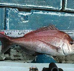 フィッシングガイド りょう 釣果