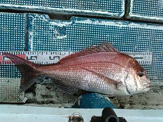 フィッシングガイド りょう 釣果