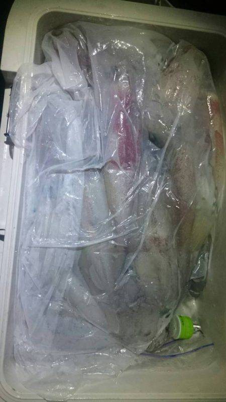 寿裕 （YOSHIHIRO） 釣果