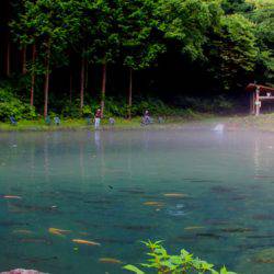 小菅トラウトガーデン 釣果