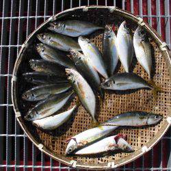 尼崎市立魚つり公園 釣果