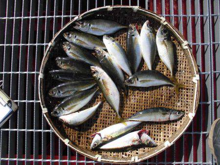 尼崎市立魚つり公園 釣果