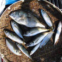 尼崎市立魚つり公園 釣果