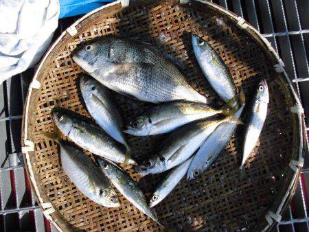 尼崎市立魚つり公園 釣果