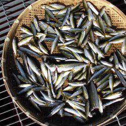 尼崎市立魚つり公園 釣果