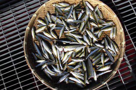 尼崎市立魚つり公園 釣果