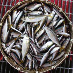 尼崎市立魚つり公園 釣果