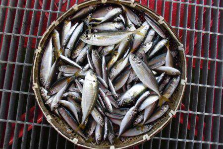 尼崎市立魚つり公園 釣果