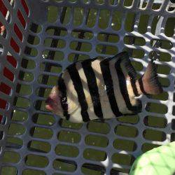 尼崎市立魚つり公園 釣果