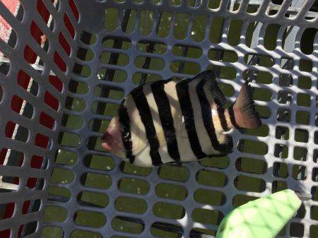 尼崎市立魚つり公園 釣果