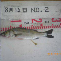 姫路市立遊魚センター 釣果