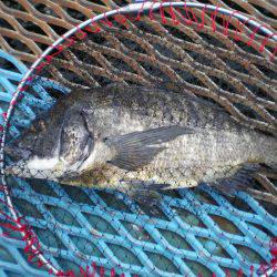 オリジナルメーカー海づり公園(市原市海づり施設) 釣果