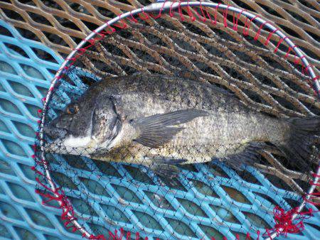 オリジナルメーカー海づり公園(市原市海づり施設) 釣果