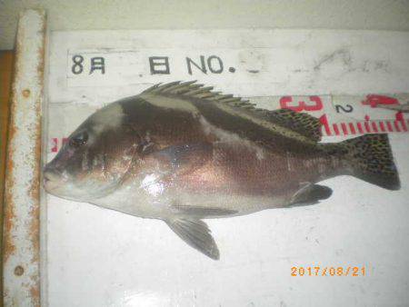 姫路市立遊魚センター 釣果