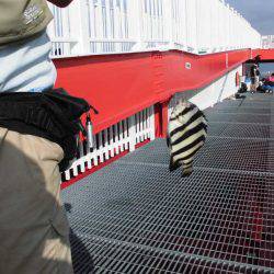 尼崎市立魚つり公園 釣果