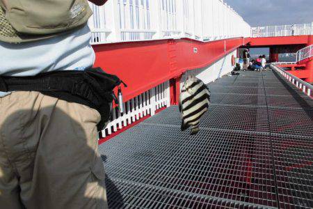 尼崎市立魚つり公園 釣果