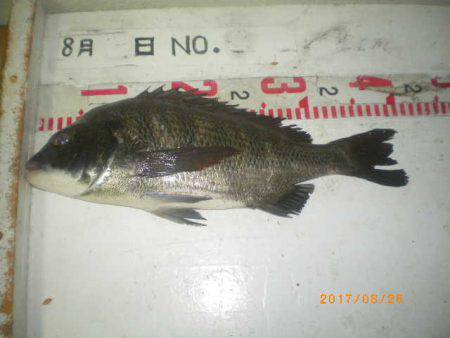 姫路市立遊魚センター 釣果