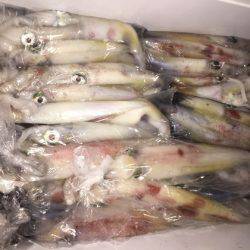 幸風（さちかぜ） 釣果