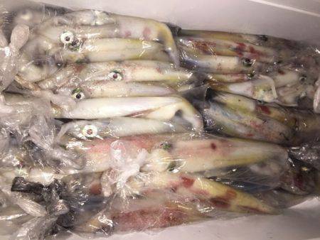 幸風（さちかぜ） 釣果