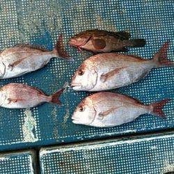 フィッシングガイド りょう 釣果