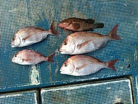 フィッシングガイド りょう 釣果