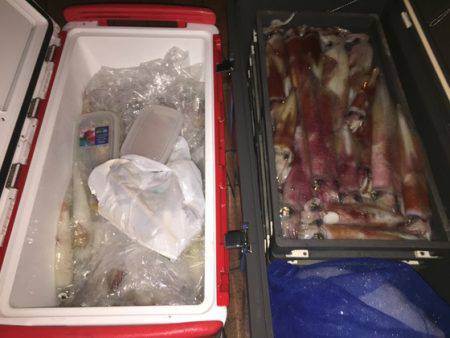 幸風（さちかぜ） 釣果