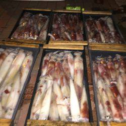 幸風（さちかぜ） 釣果