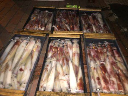 幸風（さちかぜ） 釣果