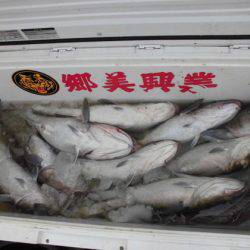 大進丸(新潟) 釣果