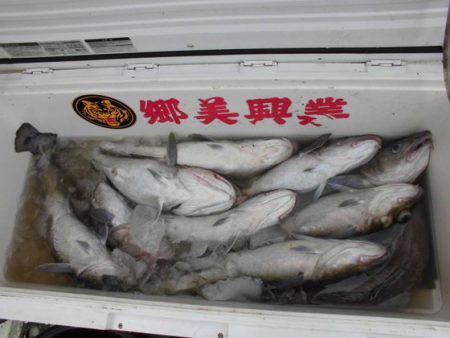 大進丸（新潟） 釣果