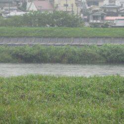 狩野川(狩野川漁業協同組合) 釣果