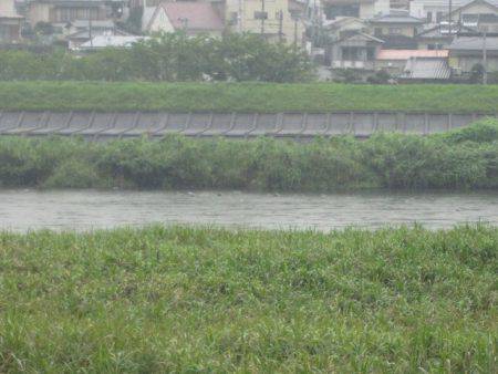 狩野川（狩野川漁業協同組合） 釣果