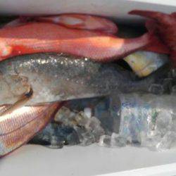 遊漁船 新鋭丸 釣果