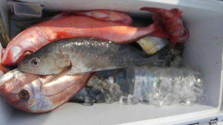 遊漁船 新鋭丸 釣果