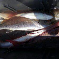 遊漁船 新鋭丸 釣果