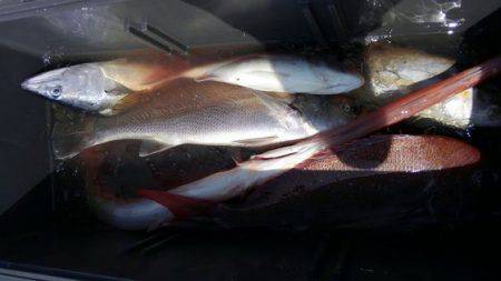 遊漁船 新鋭丸 釣果